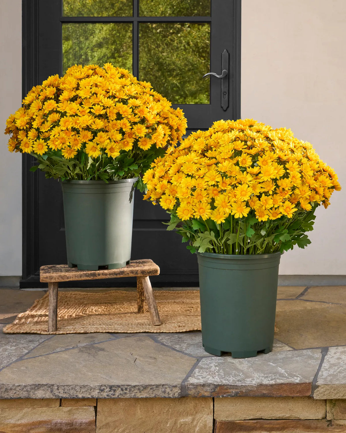 🌼Welcome autumn- Artificial Outdoor Sunset Mums Flowers - UV resistant, Waterproof, Windproof