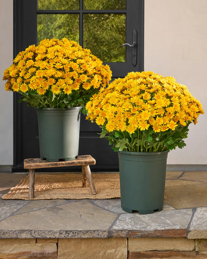 🌼Welcome autumn- Artificial Outdoor Sunset Mums Flowers - UV resistant, Waterproof, Windproof