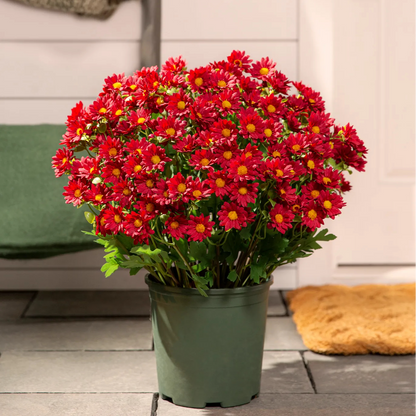 🌼Welcome autumn- Artificial Outdoor Sunset Mums Flowers - UV resistant, Waterproof, Windproof