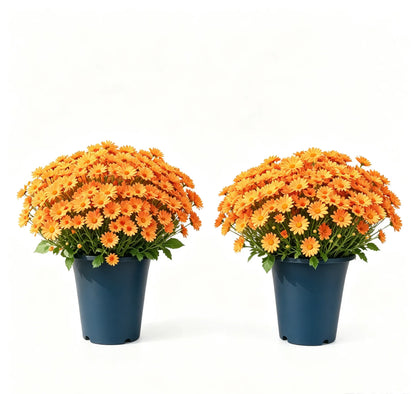 🌼Welcome autumn- Artificial Outdoor Sunset Mums Flowers - UV resistant, Waterproof, Windproof