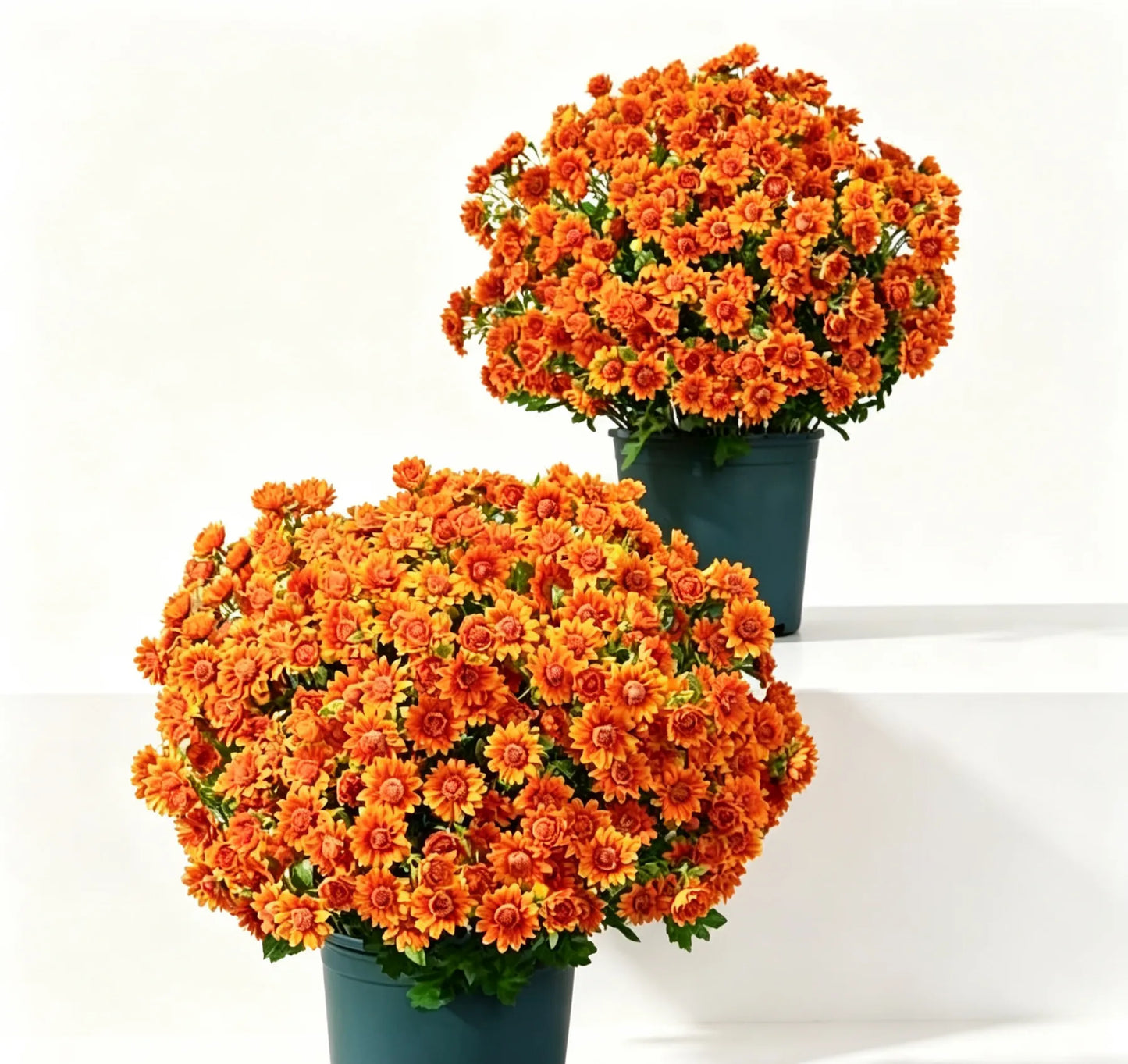🌼Welcome autumn- Artificial Outdoor Sunset Mums Flowers - UV resistant, Waterproof, Windproof