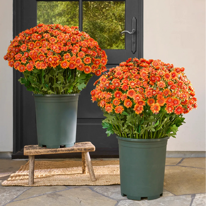 🌼Welcome autumn- Artificial Outdoor Sunset Mums Flowers - UV resistant, Waterproof, Windproof
