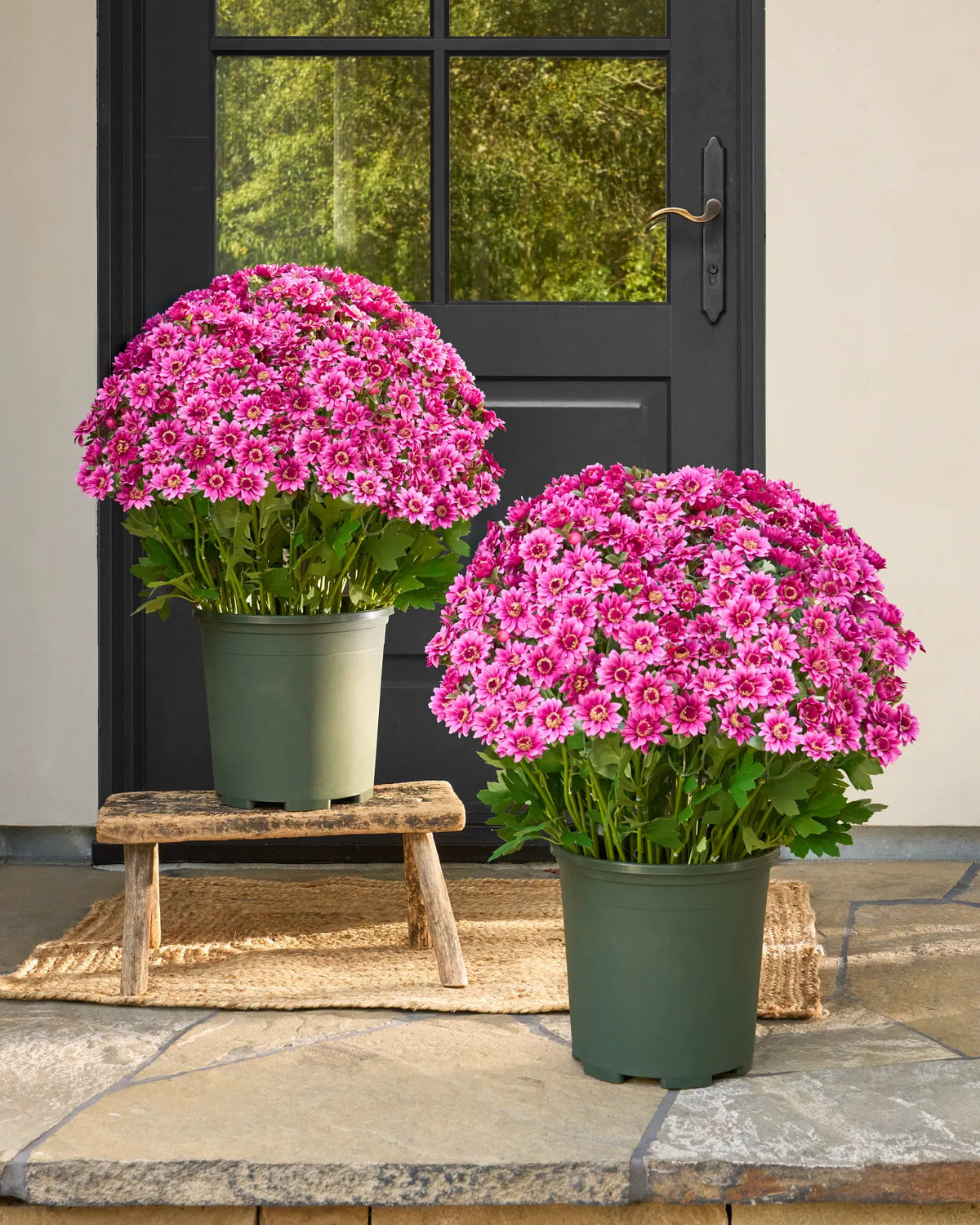 🌼Welcome autumn- Artificial Outdoor Sunset Mums Flowers - UV resistant, Waterproof, Windproof
