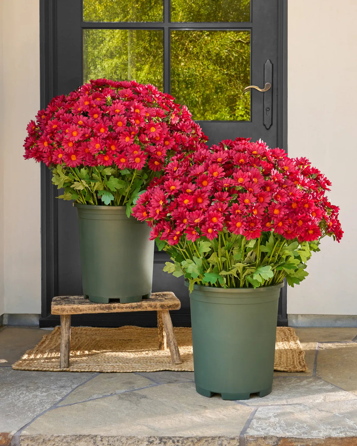 🌼Welcome autumn- Artificial Outdoor Sunset Mums Flowers - UV resistant, Waterproof, Windproof