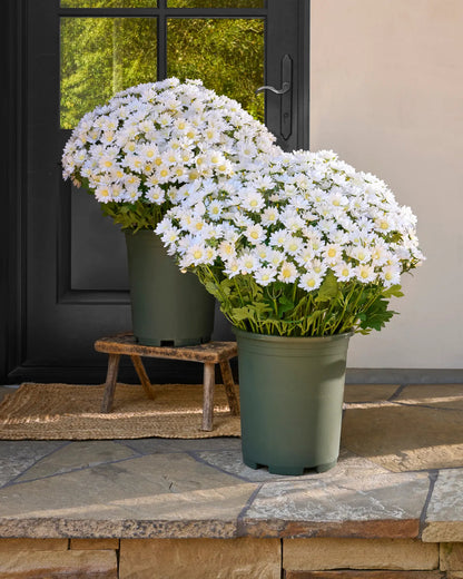🌼Welcome autumn- Artificial Outdoor Sunset Mums Flowers - UV resistant, Waterproof, Windproof