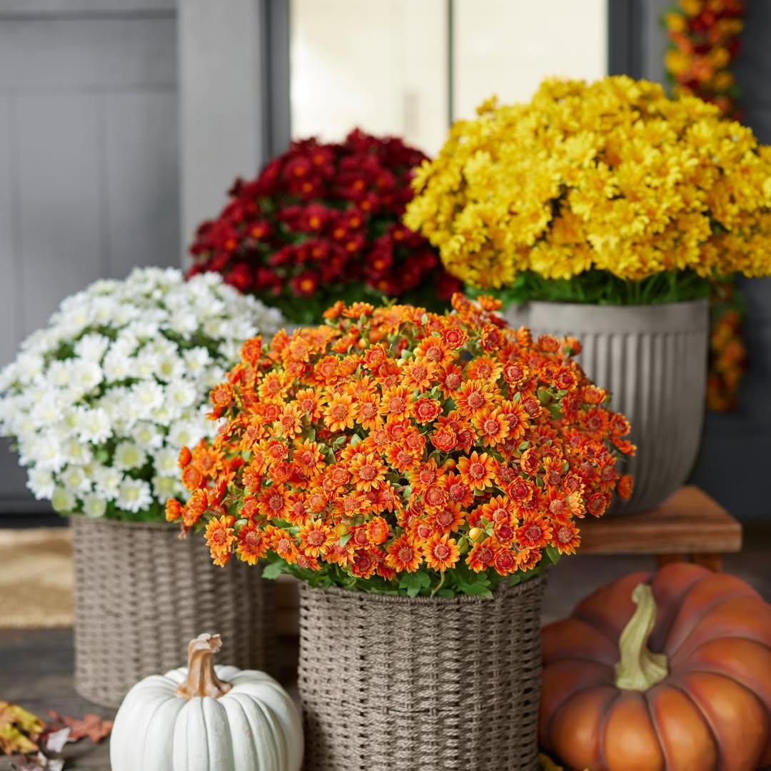 🌼Welcome autumn- Artificial Outdoor Sunset Mums Flowers - UV resistant, Waterproof, Windproof