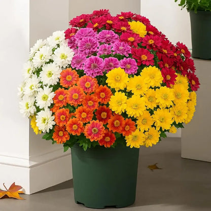 🌼Welcome autumn- Artificial Outdoor Sunset Mums Flowers - UV resistant, Waterproof, Windproof